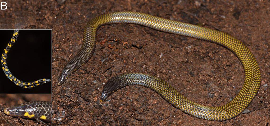 An Uropeltis caudomaculata, or tailspot shieldtail snake, as seen from above and below.