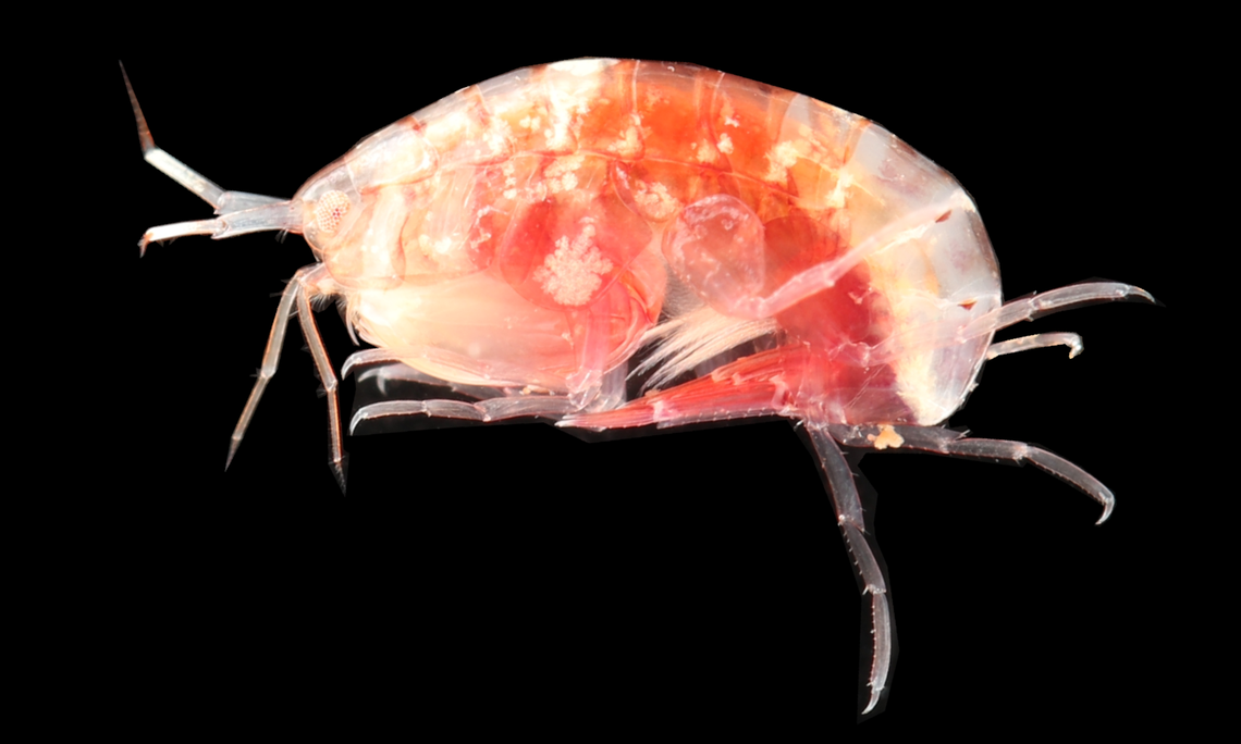 Leucothoe limidicola has a “snowflake pattern” on the side of its body, researchers said.