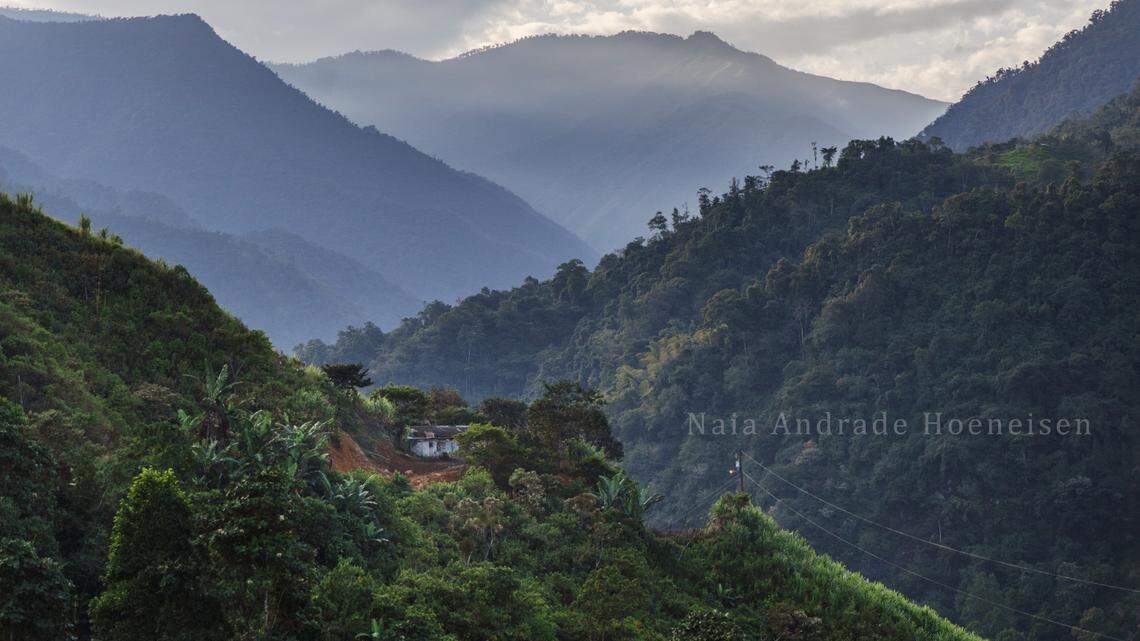 Scientists found an eight-eyed animal with “golden” hair on a tree in Cotopaxi and discovered a new species, a study said.