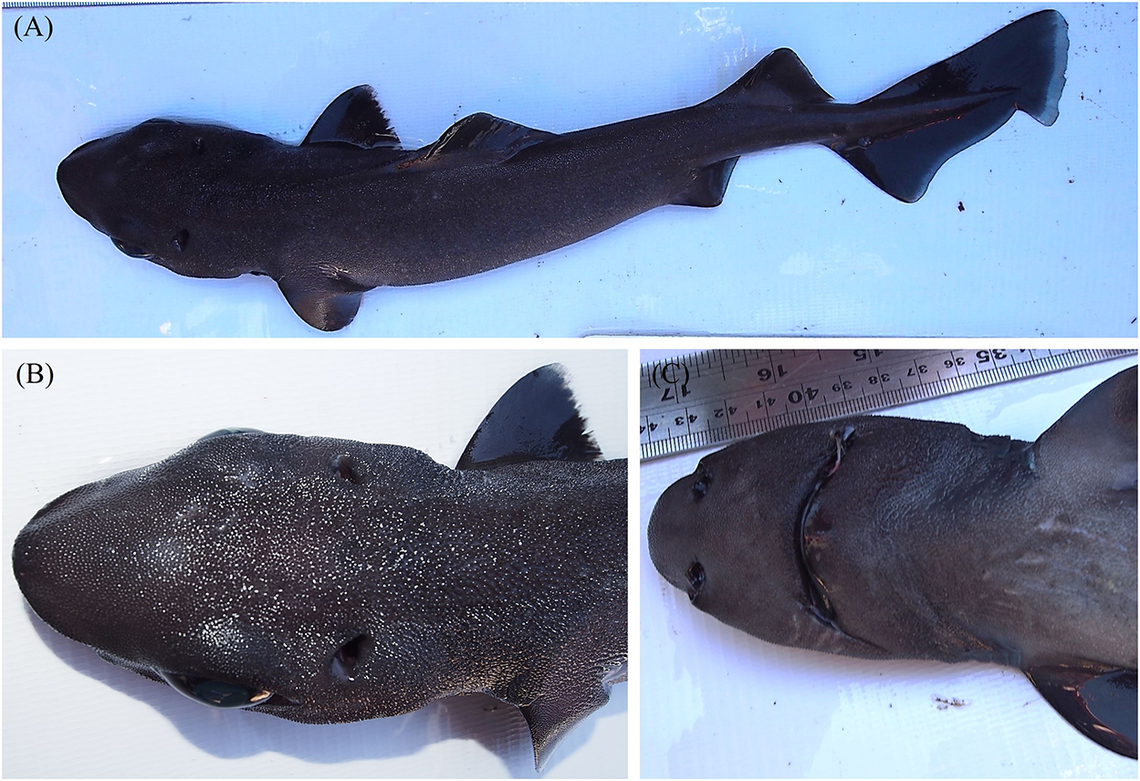 Some largespine velvet dogfish, or Scymnodon macracanthus, found at Comau Fjord.