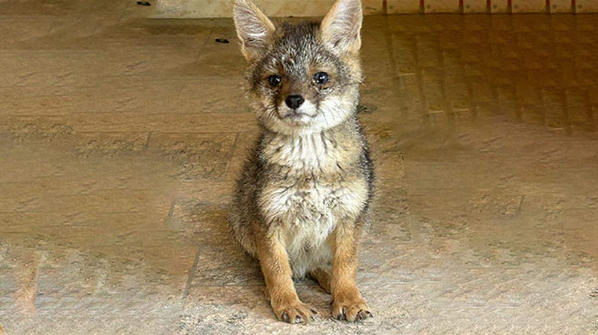 A baby desert fox of an at-risk species turned up at house in Piura and prompted rescue efforts, officials said and photos show.