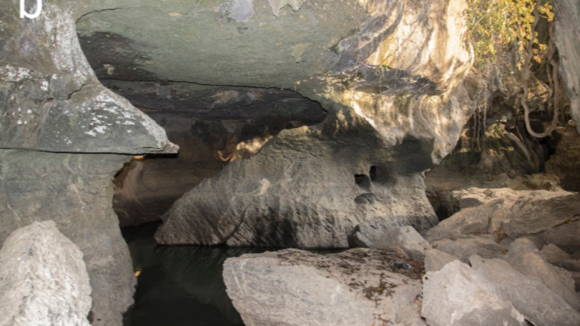 A new cave-dwelling species was discovered in the karst mountains of southern Thailand.