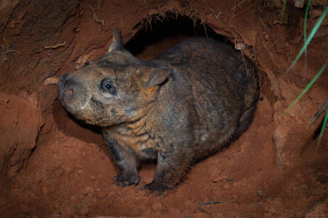 Another northern hairy-nosed wombat seen in its burrow.