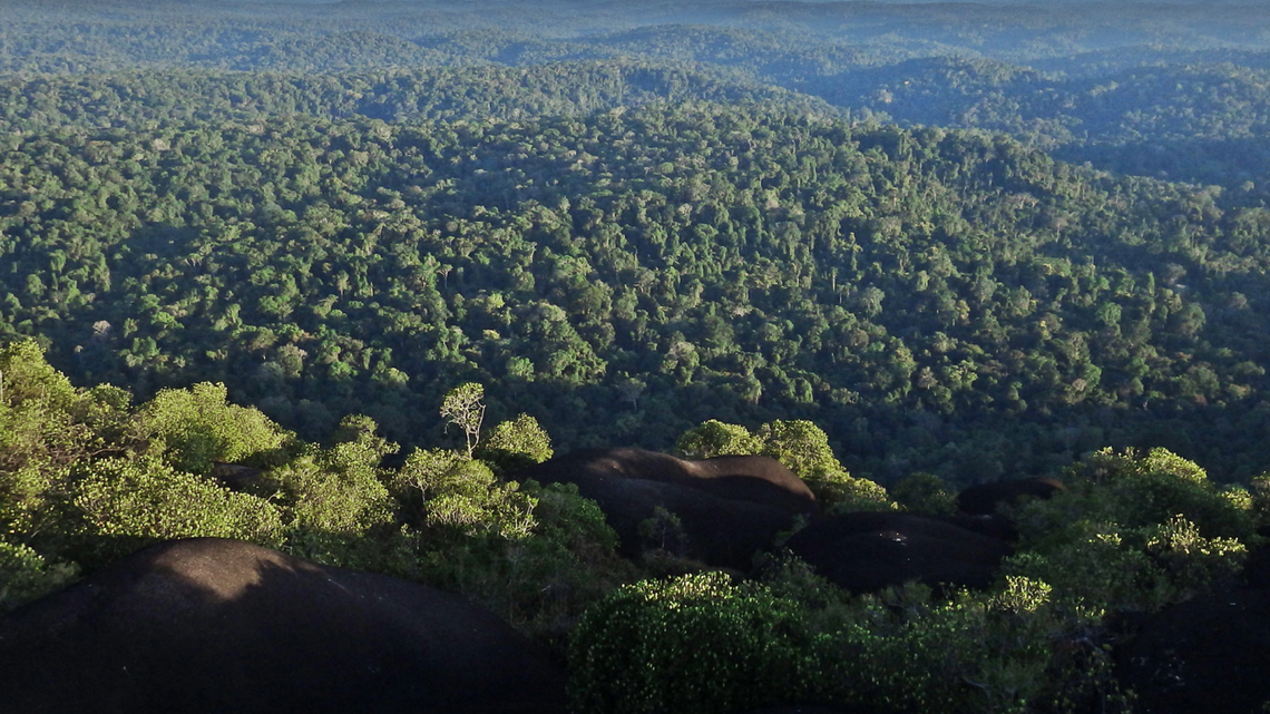 Scientists found a color-changing creature calling from the edge of a forest in French Guiana and discovered a new species, a study said.