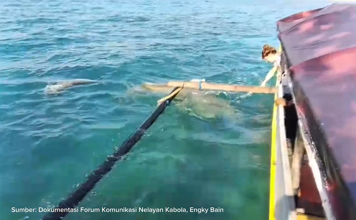 The baby dugong (left) and adult dugongs (middle) seen off Mali Beach.