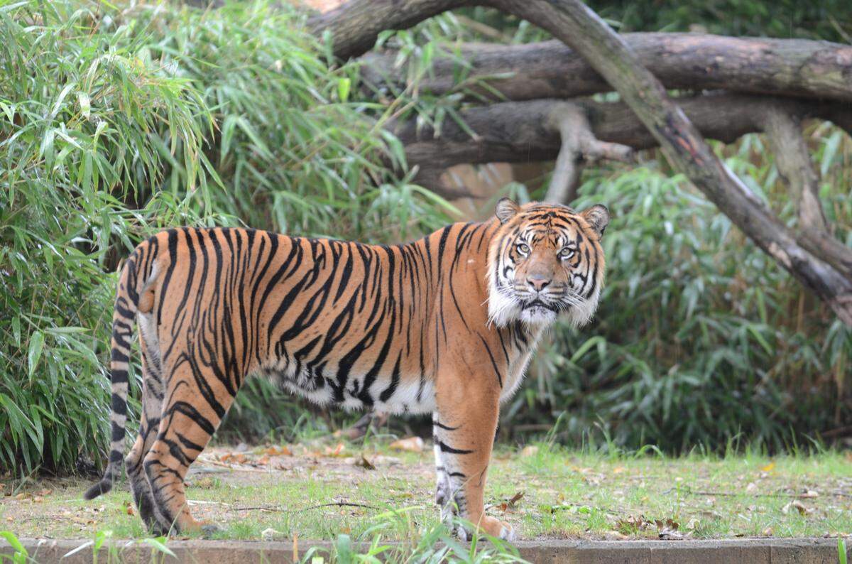 Amur tigers, also known as Siberian tigers, are a critically endangered subspecies that live primarily in the Russian Far East.