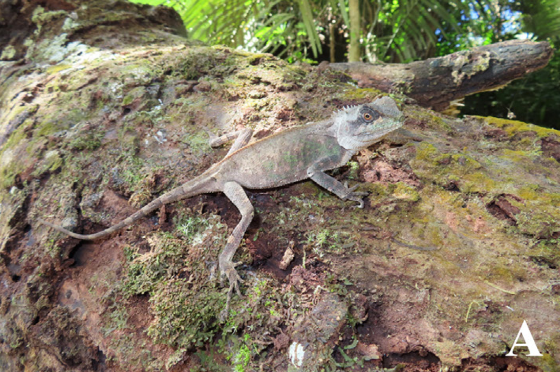 A “purplish gray” Acanthosaura cuongi, or Cuong’s horned tree lizard.