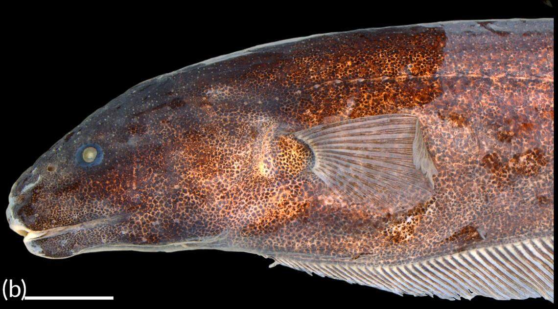 A Porotergus sambaibensis, or Sambaíba ghost electric knifefish.