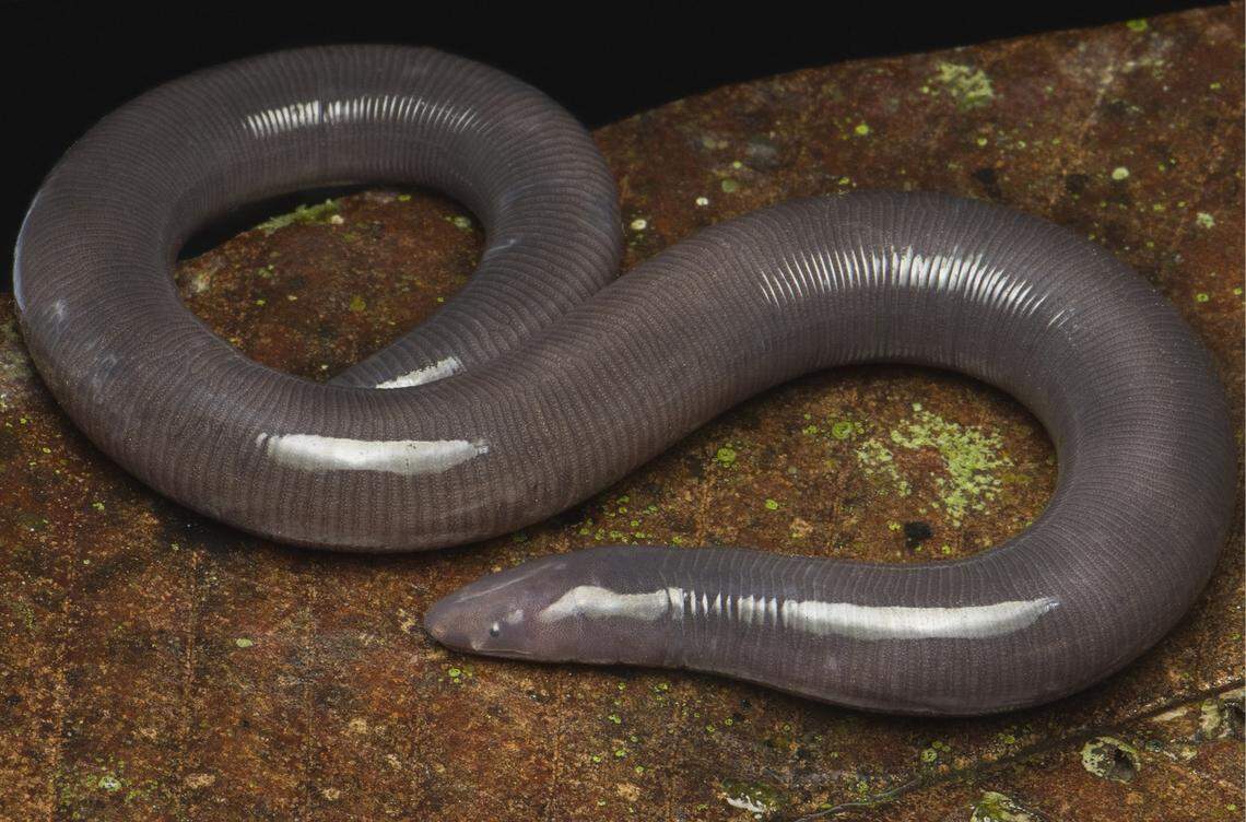 An Ichthyophis griseivermis, or the Grey Worm caecilian.
