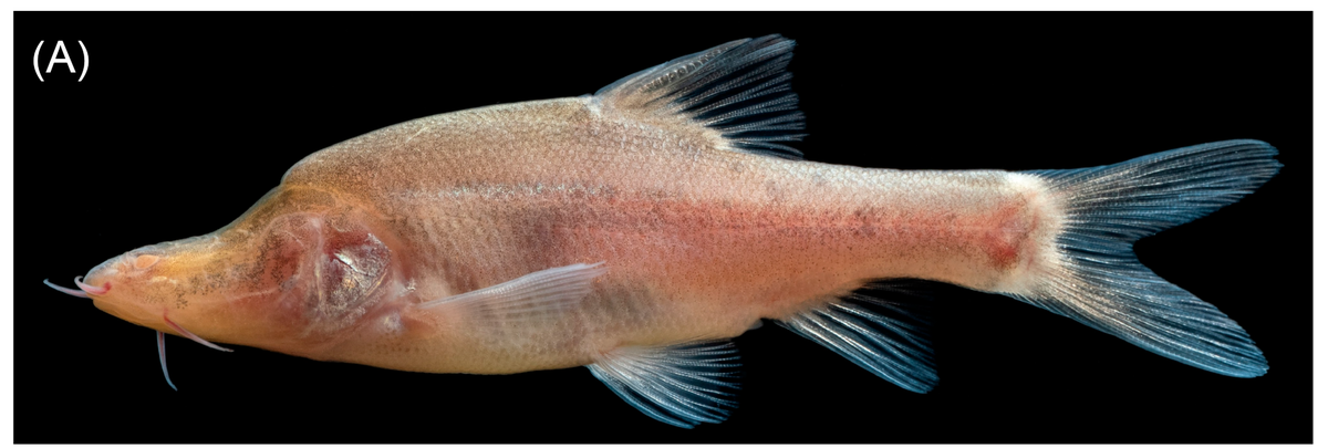 A Sinocyclocheilus wanlanensis, or Wanlan cavefish, seen from the side.