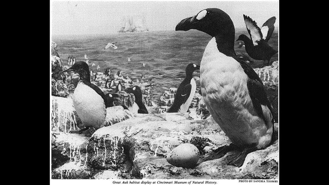 The whereabouts of the skin of the last female great auk, which has puzzled experts for 180 years, has been confirmed, according to a study.