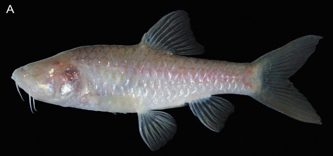 A Barbodes klapanunggalensis, or Klapanunggal blind cave barb.