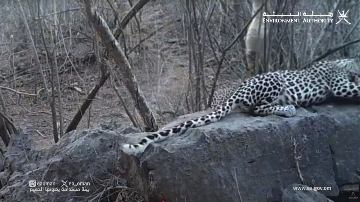 Trail cameras in the mountains of Oman recorded Arabian leopards, critically endangered predators, with prey in a first-of-its-kind sighting.