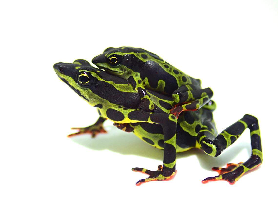 A mating pair of Atelopus colomai, or Coloma’s harlequin toad.