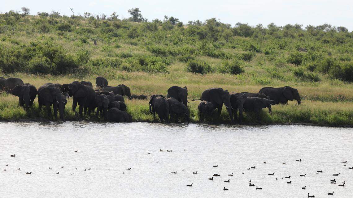 Scientists found a huge “aggressive” animal with a “whoop”-like call in Namibia and discovered a new species of frog, a study said.