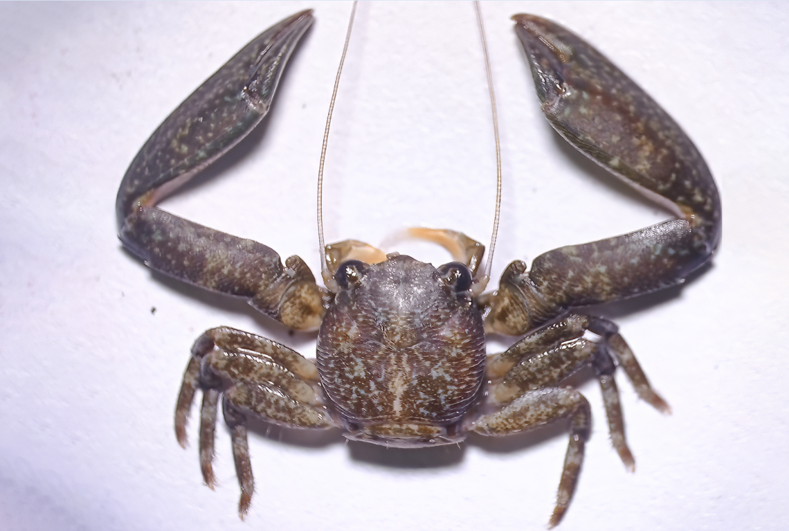 A Petrolisthes tanmayi, or Bhattacharya’s porcelain crab.