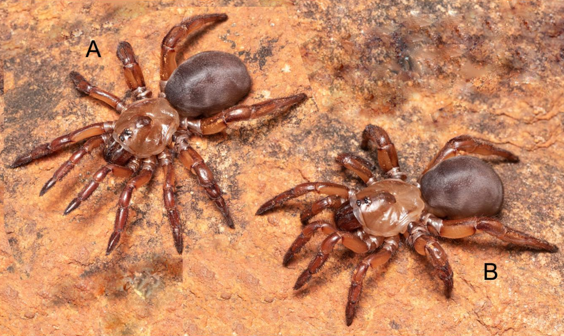 Two Heligmomerus australis, or southern trapdoor spiders.