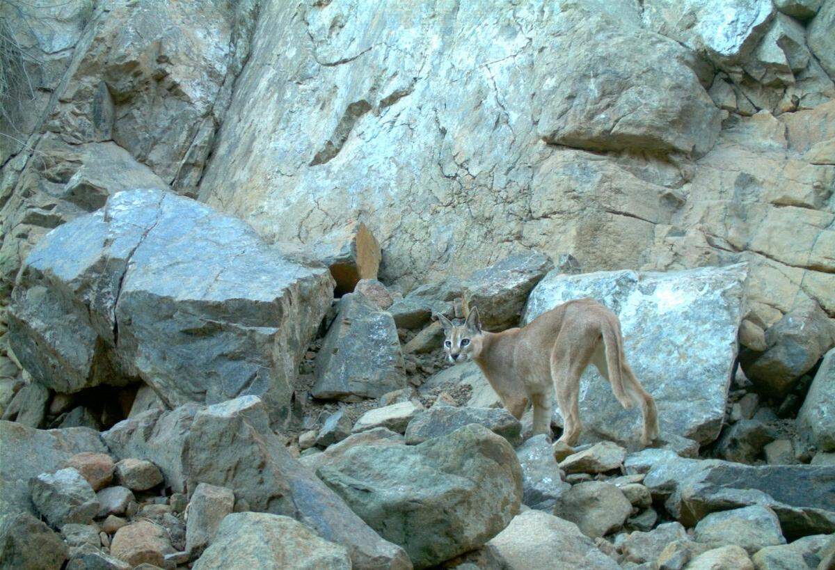 An undated photo of an Arabian caracal at Wadi Wurayah National Park.