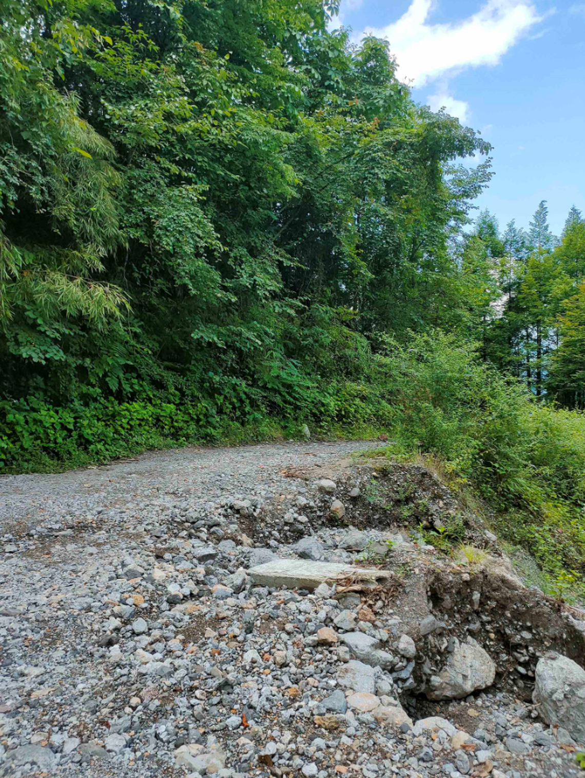 The habitat of Scincella chengduensis, or the Chengdu ground skink.