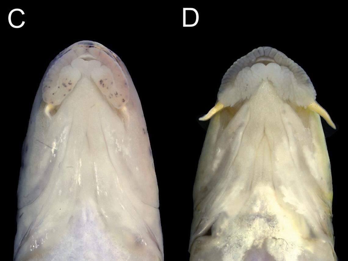 The lips of Microphysogobio punctatus, or the spotted gudgeon, as seen from below.