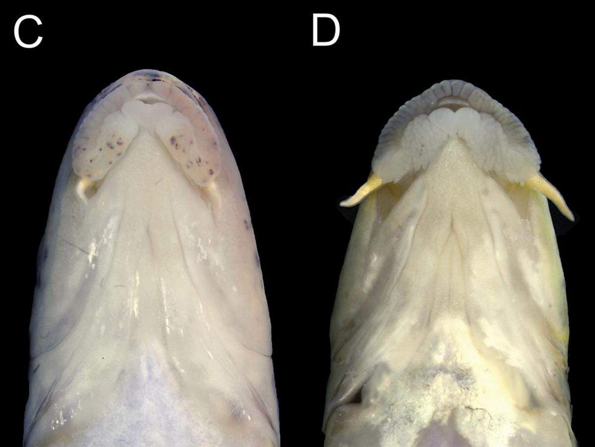 The lips of Microphysogobio punctatus, or the spotted gudgeon, as seen from below.