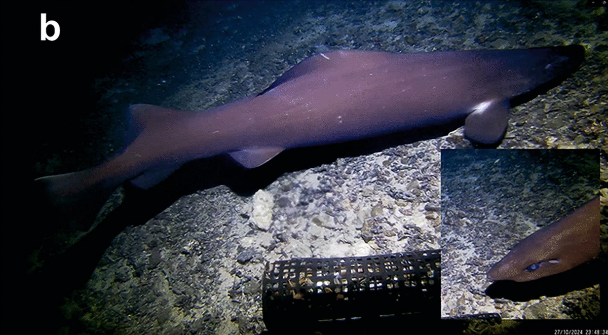 A normal false catshark seen in October off the Azores Islands.
