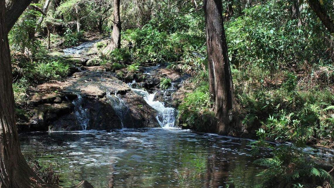 Scientists found a “slender” fish with a “large” head in a river of southern Mexico and discovered a new species, a study said.