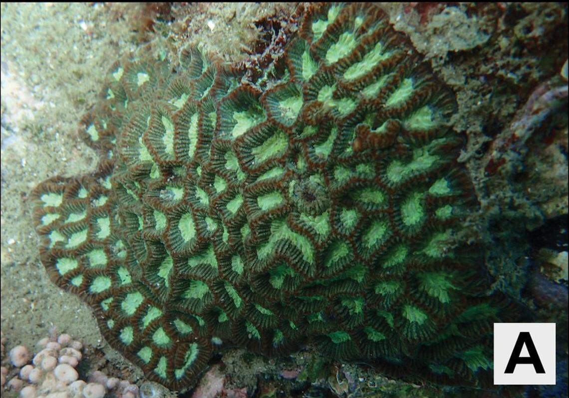 A green Paragoniastrea variabilis, or variable encrusting coral.