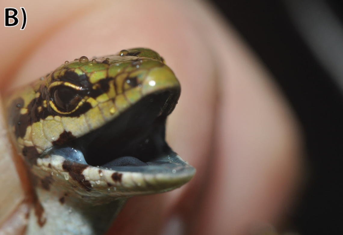 The skink has a distinctive blue lining to its mouth, researchers said.