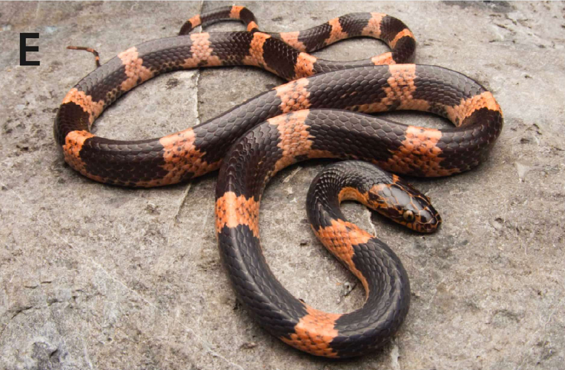 A Lycodon poyarkovi, or Poyarkov’s big-tooth snake.