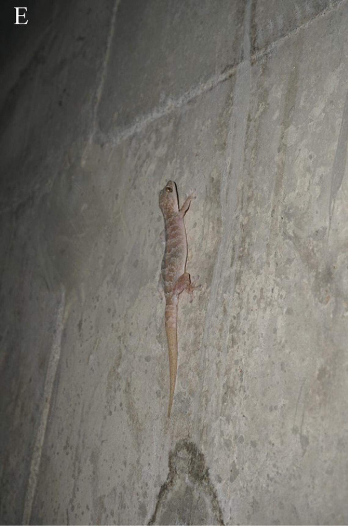A Gekko alpinus, or alpine gecko, perched on the wall of a home.