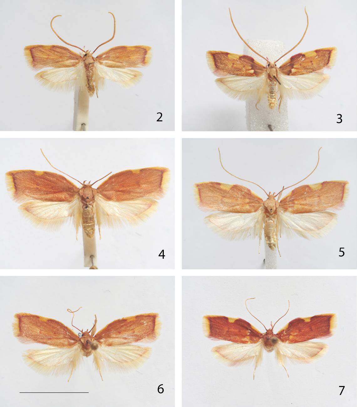 Specimen 2, 4 and 6 show new species, Carcina ingridmariae, while specimens 3, 5 and 7 show Carcina quercana.