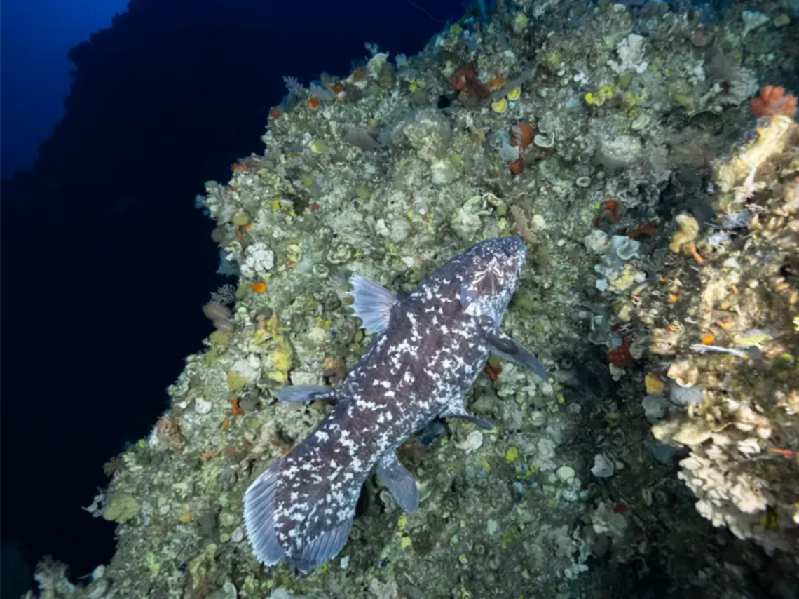 The coelacanth seen by scuba divers in North Maluku.