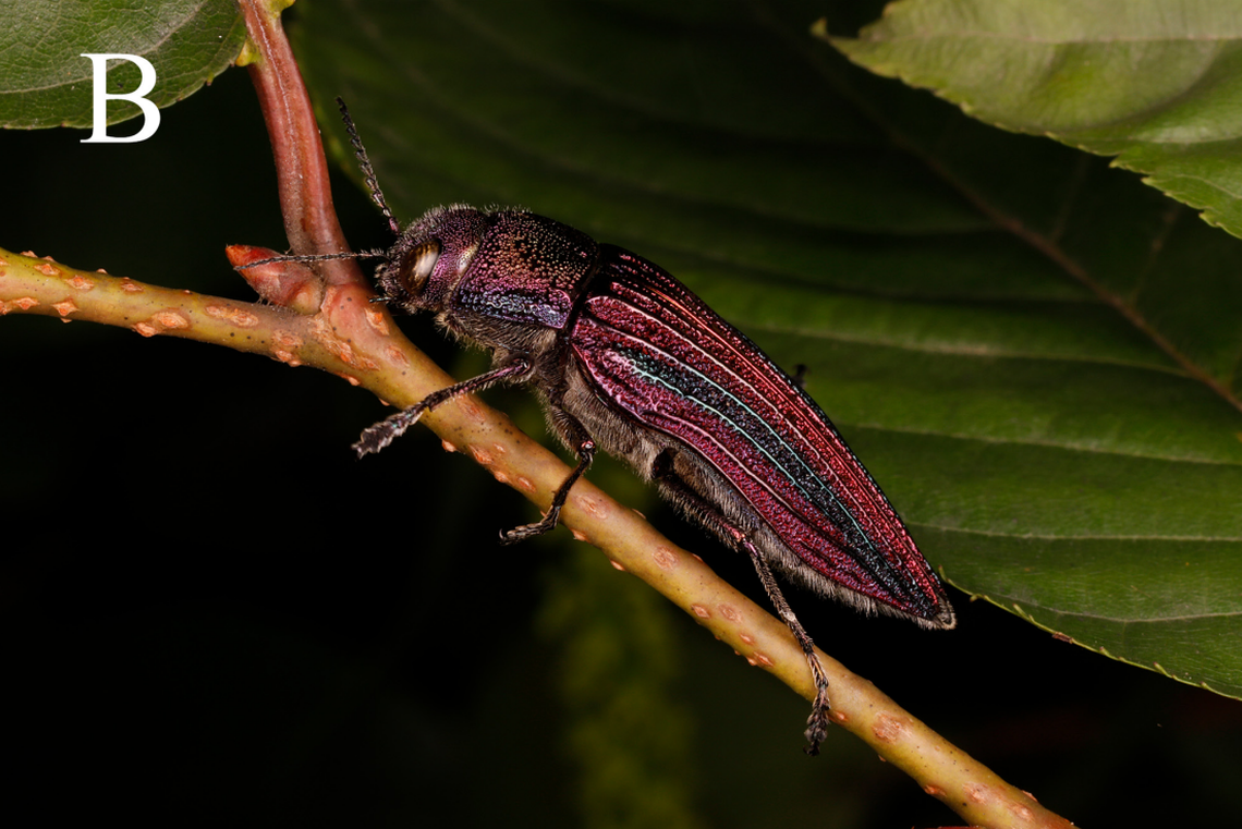 A Buprestis (Akiyamaia) gengmini, or Geng-Min’s jewel beetle, on a twig.