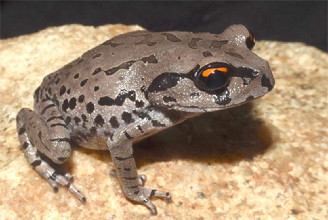 A Leptobrachium aryatium, or Arya litter frog.