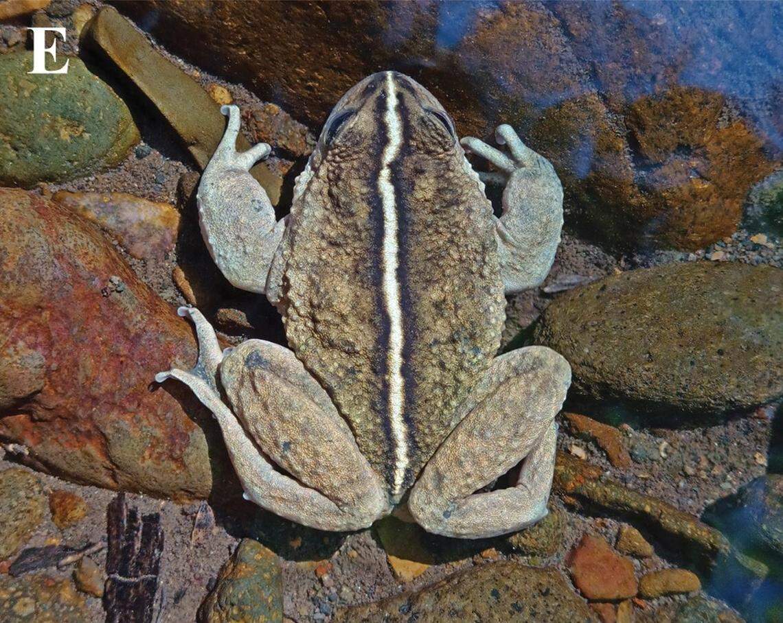 An Alsodes vittatus, or Malleco spiny-breasted frog.