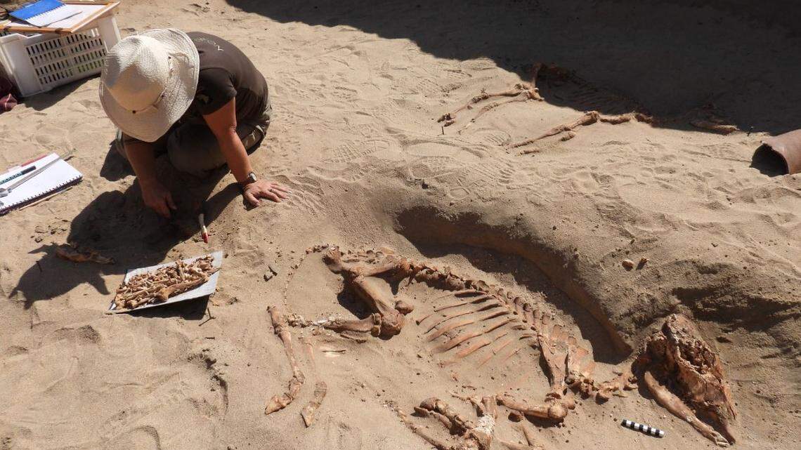 Archaeologists excavating a 1,800-year-old pet cemetery in Berenike uncovered the writings of soldiers and other artifacts, photos show.