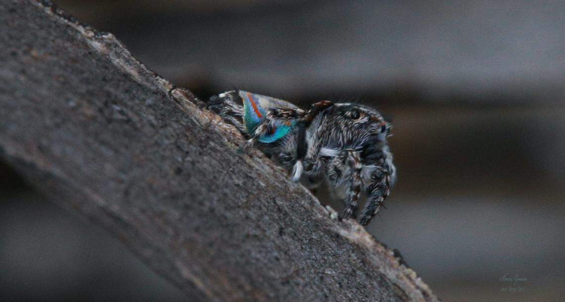The Maratus australis spider seen at Dakalanta Wildlife Sanctuary.