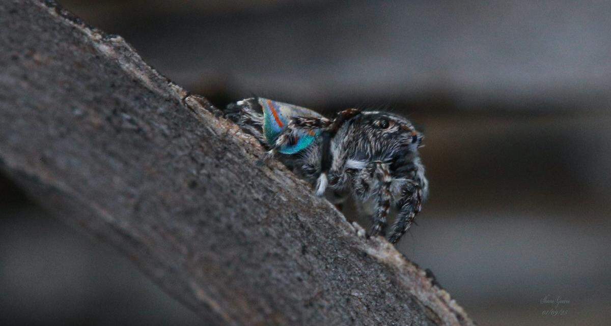 The Maratus australis spider seen at Dakalanta Wildlife Sanctuary.