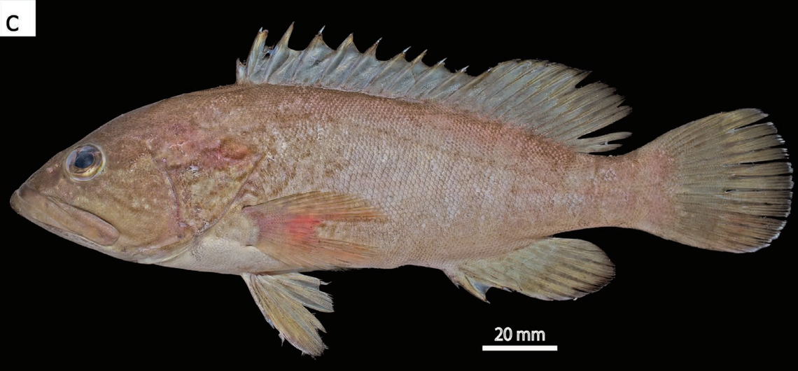 An Epinephelus randalli, or mud grouper.