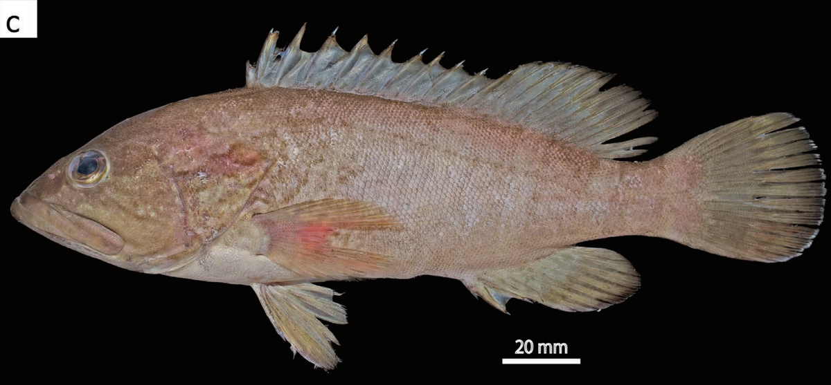 An Epinephelus randalli, or mud grouper.