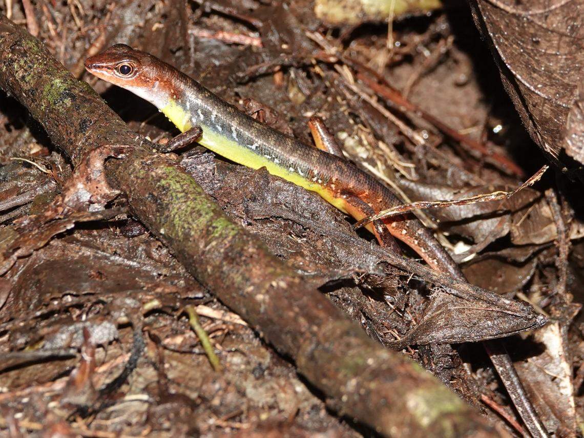 Sphenomorphus anomalopus has a lemon-yellow throat and chest.