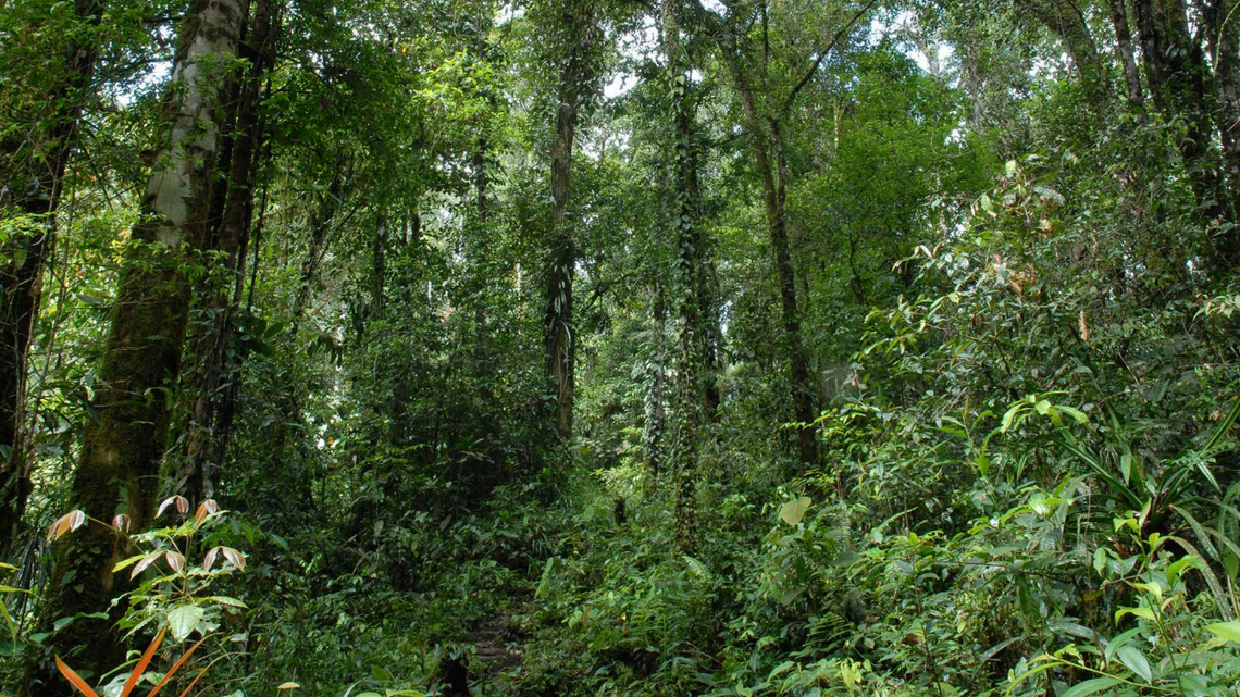 Scientists found an “ivory”-eyed creature with a “meep” sound in a forest of Papua New Guinea and discovered a new species, study said.
