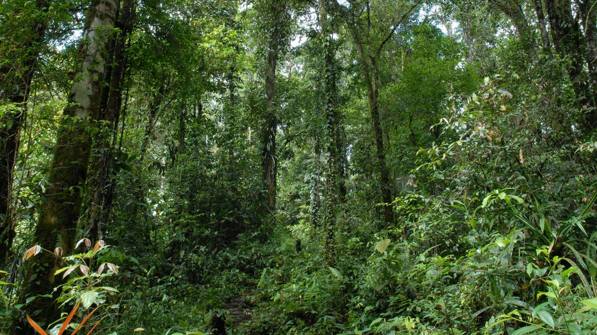 Scientists found an “ivory”-eyed creature with a “meep” sound in a forest of Papua New Guinea and discovered a new species, study said.