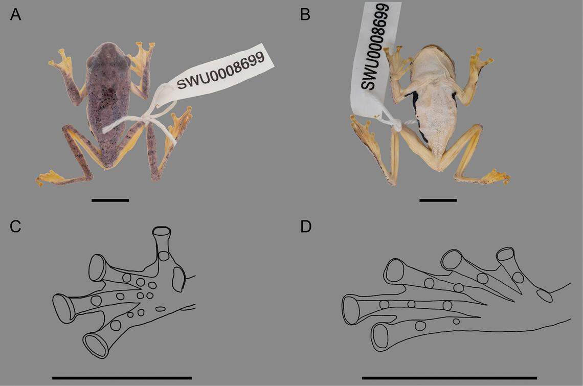 The “Xizang flying frog” has fingers and toes with tips shaped like disks, researchers said.