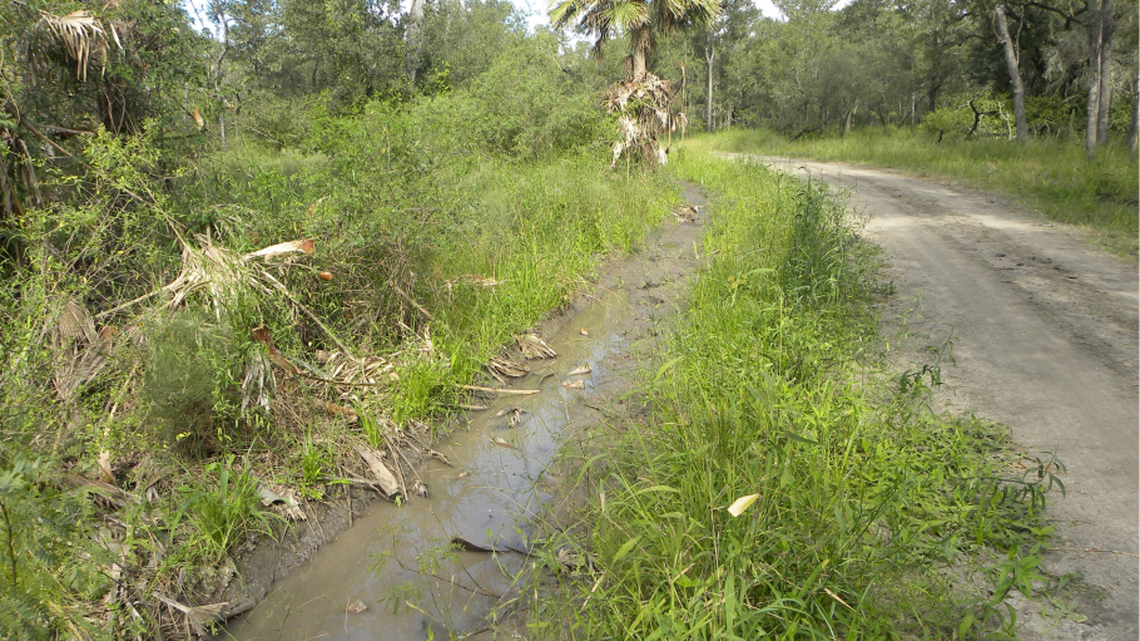 The new killifish species was discovered in the temporary wetlands of Chaco National Park, researchers said.