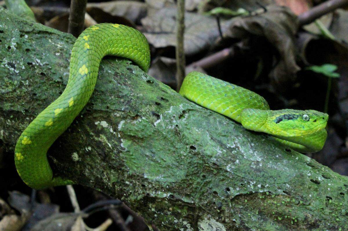 A yellow-blotched palm pit viper, or Bothriechis aurifer, perched on a branch.