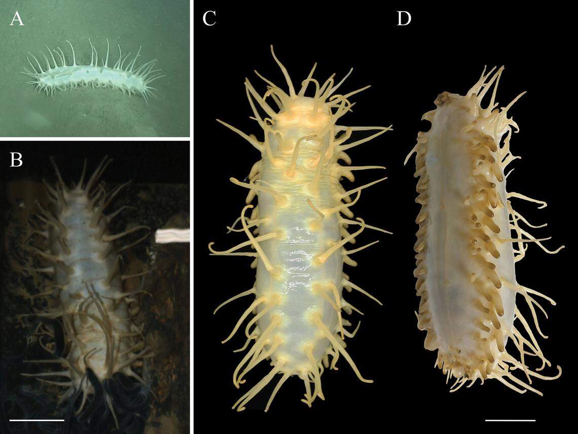 An Oneirophanta idsseica, or IDSSE sea cucumber, as seen in its natural habitat (A), in captivity (B), from above (C) and from the side (D).