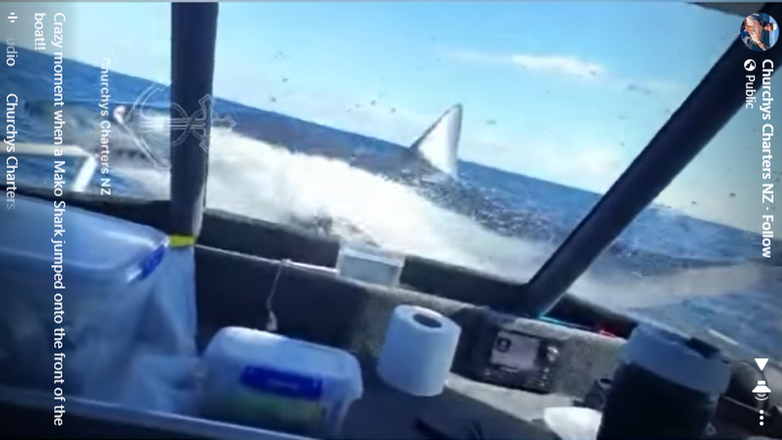 A charter fishing expedition in Whitianga was surprised when a large mako shark jumped onto their boat and thrashed around, a video shows.