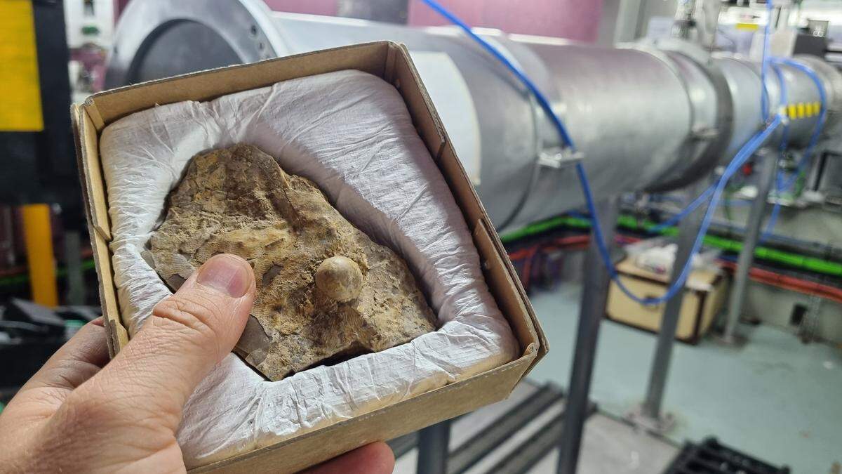 The fossil pearl measures jut over three-quarters of an inch in diameter and was found at the site of the ancient Eromanga Sea, experts said.
